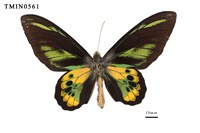 藏品(羅氏鳥翼蝶)的圖片